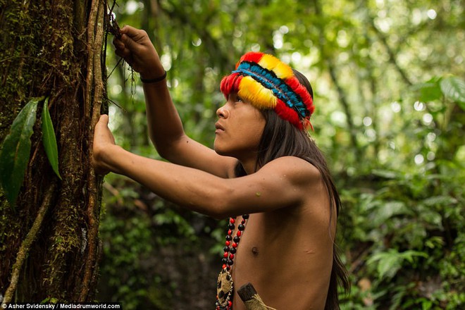 Hé lộ những bí ẩn của nghề pháp sư trong rừng rậm Amazon - Ảnh 14.