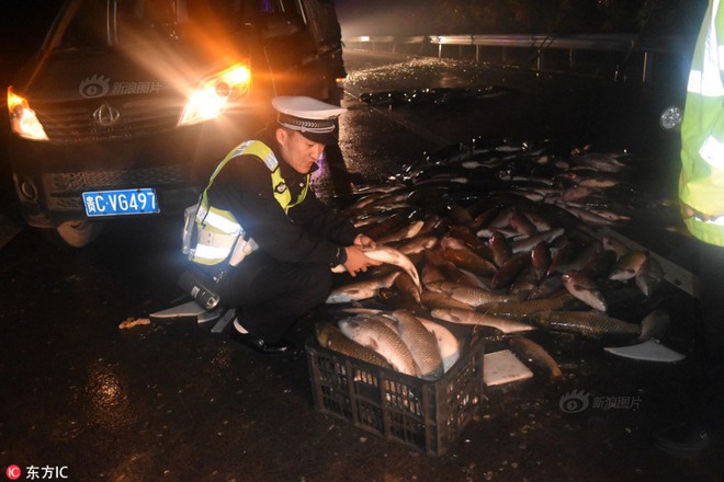 2 tấn cá bất ngờ bị hất văng xuống mặt đường, mất 300 triệu đồng lái xe không kịp trở tay - Ảnh 6.