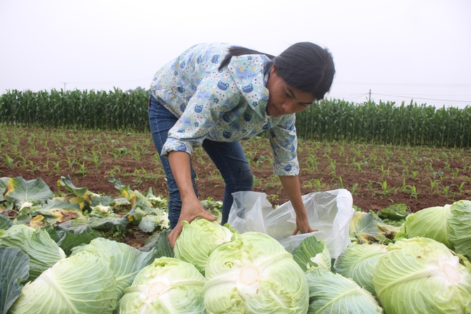 Rau sạch VietGap giá rẻ như cho, nông dân khóc ròng trên ruộng - Ảnh 6.