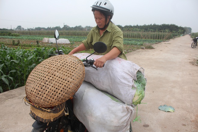 Rau sạch VietGap giá rẻ như cho, nông dân khóc ròng trên ruộng - Ảnh 7.