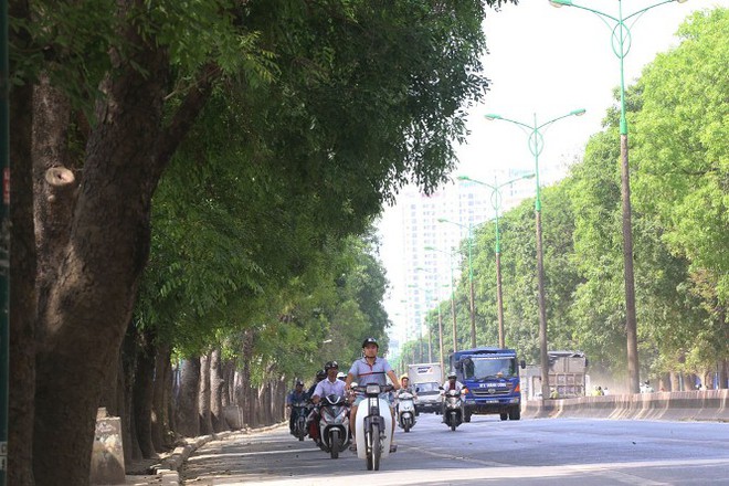 Bí thư Hoàng Trung Hải: Giữ được một cái cây là quý lắm, cả trăm năm mới được như thế - Ảnh 1.