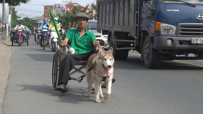 Người đàn ông Bình Dương nuôi chó Bắc Cực kéo xe lăn - Ảnh 1.