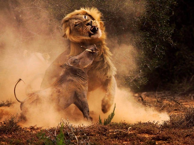 Bầy sư tử cuồng dại, giết chết 1.500 người: Vụ động vật thảm sát nhiều người nhất lịch sử - Ảnh 4.