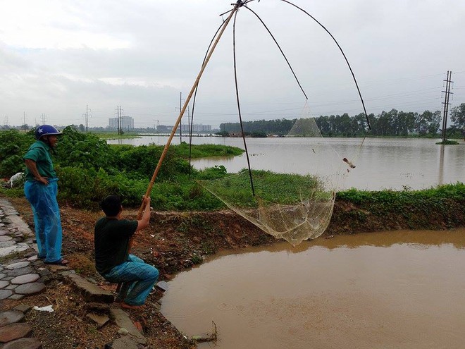 Người dân đổ xô đi bắt cá sau mưa lớn ở Hà Nội - Ảnh 3.