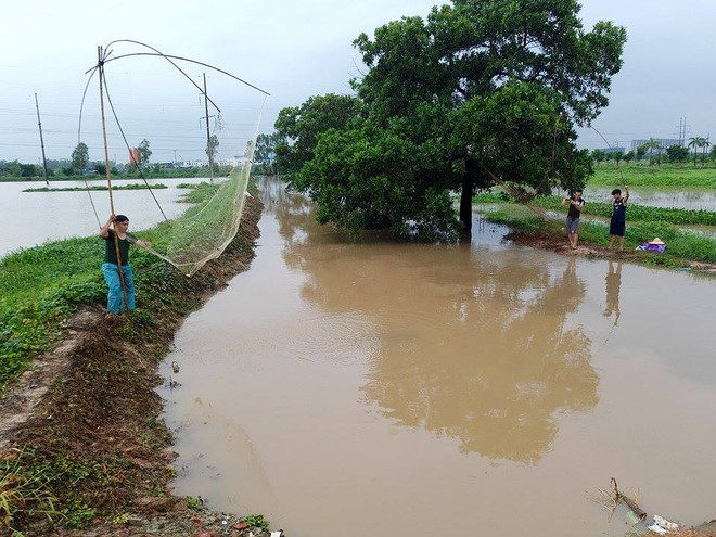 Người dân đổ xô đi bắt cá sau mưa lớn ở Hà Nội - Ảnh 4.