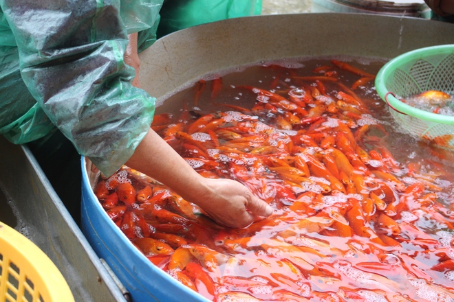 Cá chép cúng Táo Quân đắt hàng, tăng giá mạnh - Ảnh 2.