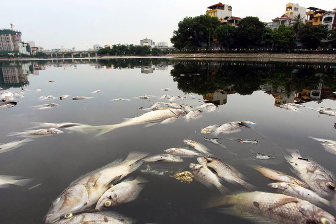 Cá lại chết nhiều bất thường ở hồ Hoàng Cầu - Ảnh 1.