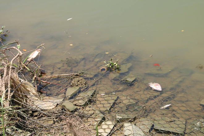 Cá chết bốc mùi hôi thối, nổi trên sông Hàn ở Đà Nẵng - Ảnh 2.