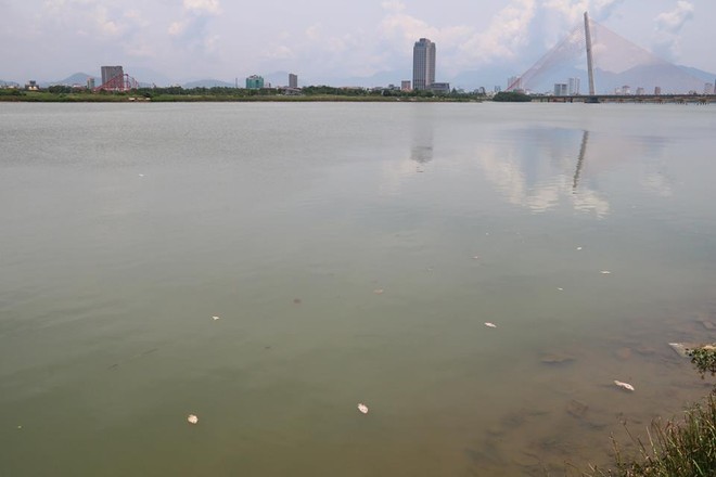 Cá chết bốc mùi hôi thối, nổi trên sông Hàn ở Đà Nẵng - Ảnh 3.