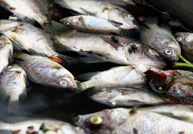 Cá lại chết nhiều bất thường ở hồ Hoàng Cầu - Ảnh 4.