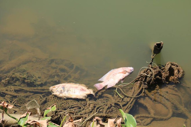 Cá chết bốc mùi hôi thối, nổi trên sông Hàn ở Đà Nẵng - Ảnh 5.