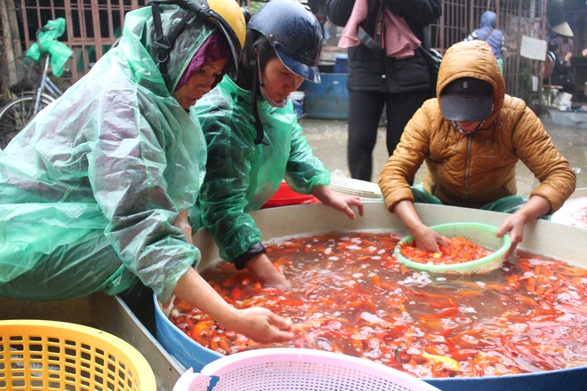 Cá chép cúng Táo Quân đắt hàng, tăng giá mạnh - Ảnh 3.