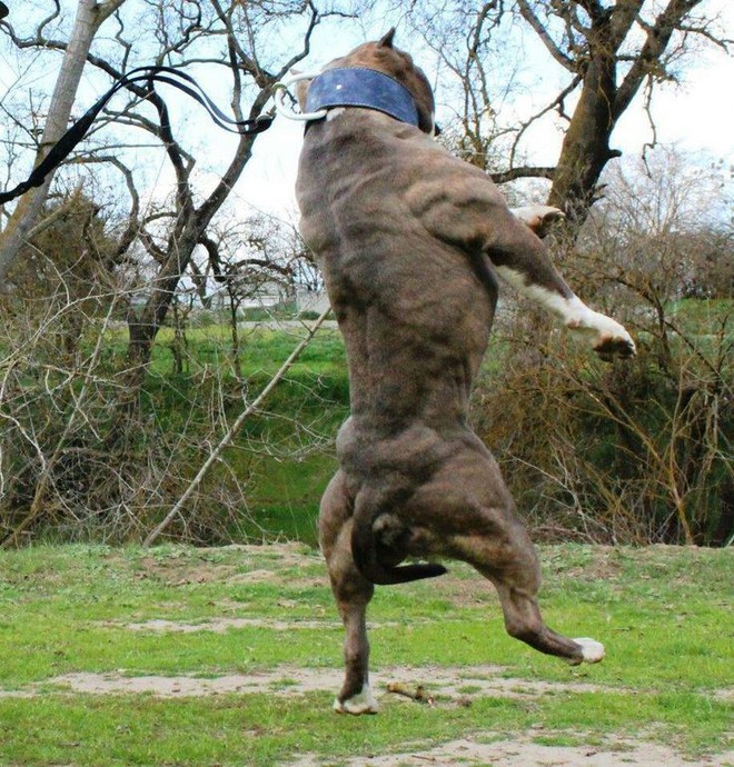 Khả năng đáng sợ của loài chó Pitbull: Nhảy cao hơn 4m hay kéo xe nặng 5 tấn cũng làm được - Ảnh 5.