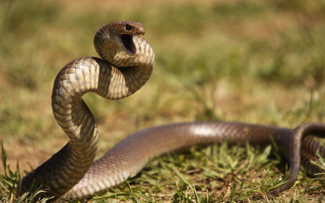 Loài rắn có nọc độc mạnh nhất hành tinh: Vết cắn phá hủy nội tạng, đủ giết 100 người 1 lúc - Ảnh 5.
