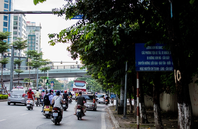 130 cây xanh trên đường Kim Mã trước giờ chặt hạ, đánh chuyển  - Ảnh 9.