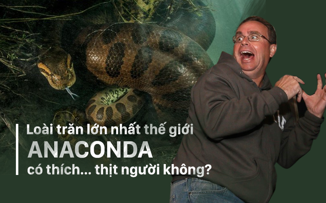 Loài trăn lớn nhất thế giới anaconda có thích... thịt người không? - Ảnh 3.