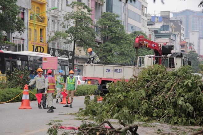 Hà Nội bắt đầu chặt hạ, di dời 130 cây xanh cổ thụ trên đường Kim Mã - Ảnh 9.