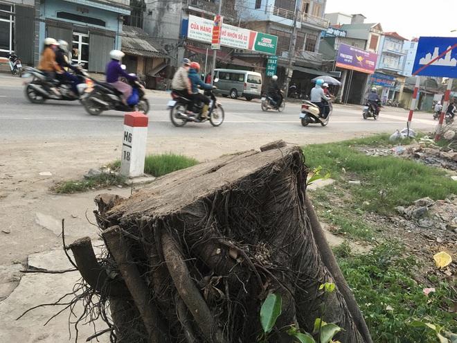 Hà Nội: Thêm một xã đốn hạ cây xanh để dọn dẹp vỉa hè - Ảnh 10.