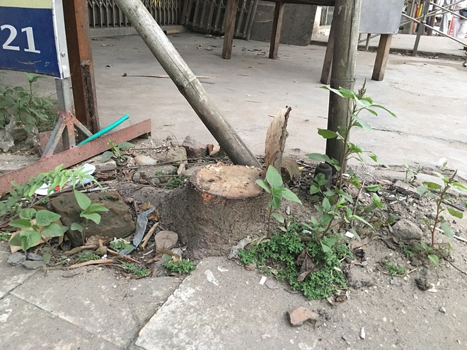 Hà Nội: Thêm một xã đốn hạ cây xanh để dọn dẹp vỉa hè - Ảnh 1.