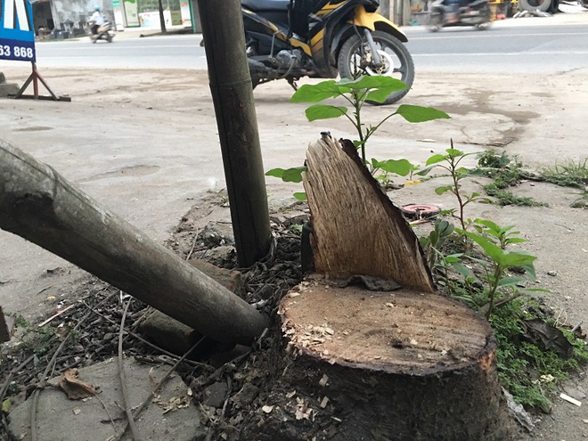 Hà Nội: Thêm một xã đốn hạ cây xanh để dọn dẹp vỉa hè - Ảnh 2.
