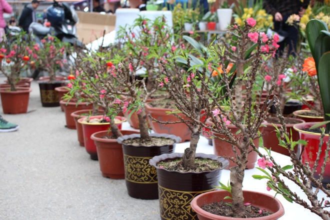 Nấm linh chi vào chậu bonsai, giá tiền triệu - Ảnh 5.