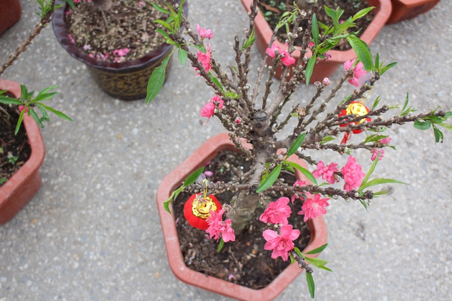 Nấm linh chi vào chậu bonsai, giá tiền triệu - Ảnh 6.