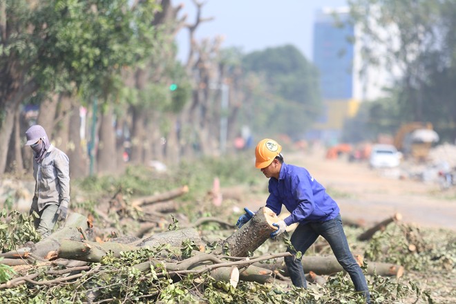 Đường Phạm Văn Đồng chìm trong nắng bụi khi bắt đầu chặt hạ 1300 cây xanh - Ảnh 11.