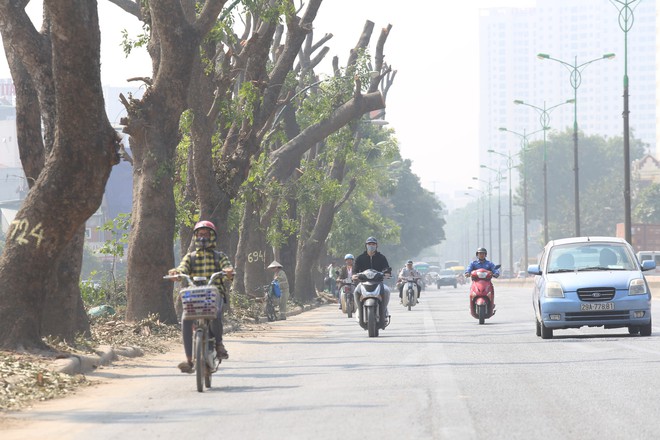 Đường Phạm Văn Đồng chìm trong nắng bụi khi bắt đầu chặt hạ 1300 cây xanh - Ảnh 2.