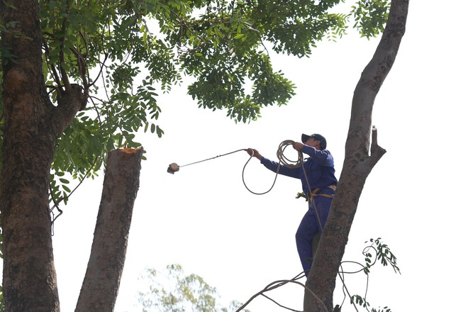 Đường Phạm Văn Đồng chìm trong nắng bụi khi bắt đầu chặt hạ 1300 cây xanh - Ảnh 10.