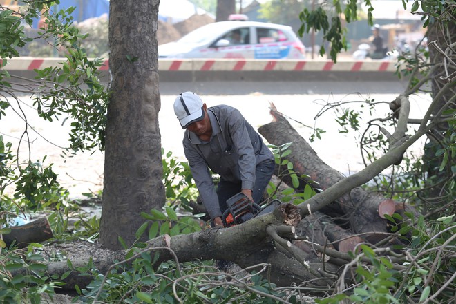Đường Phạm Văn Đồng chìm trong nắng bụi khi bắt đầu chặt hạ 1300 cây xanh - Ảnh 9.