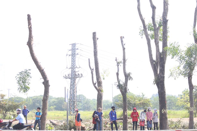 Đường Phạm Văn Đồng chìm trong nắng bụi khi bắt đầu chặt hạ 1300 cây xanh - Ảnh 5.