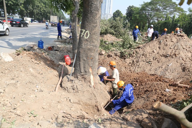 Đường Phạm Văn Đồng chìm trong nắng bụi khi bắt đầu chặt hạ 1300 cây xanh - Ảnh 7.
