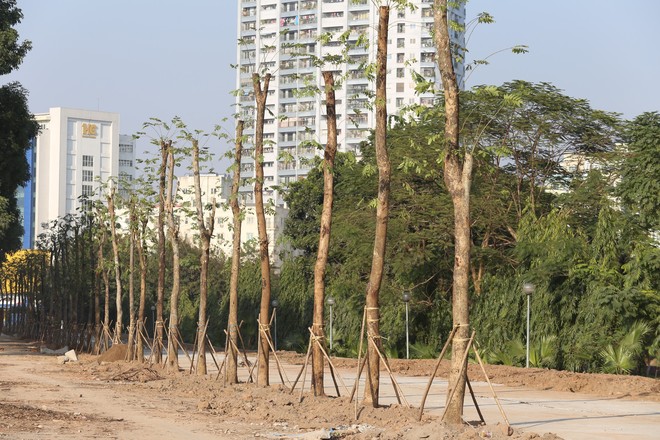 Trồng hàng loạt cây mới cách cây cũ 10m ở đường Phạm Văn Đồng - Ảnh 2.