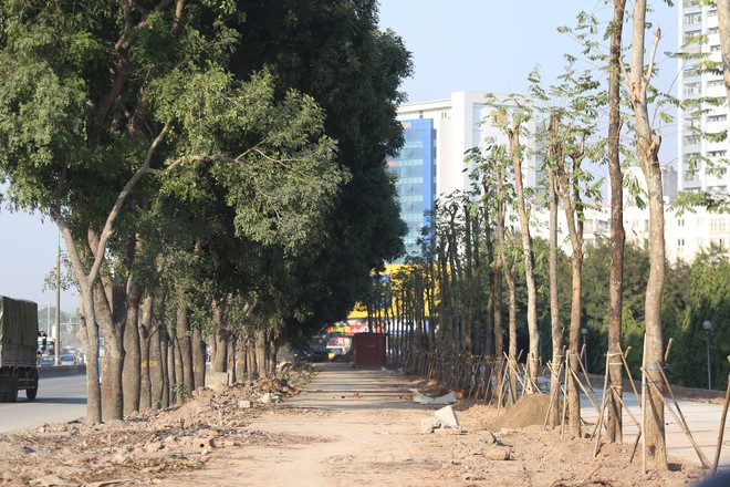 Trồng hàng loạt cây mới cách cây cũ 10m ở đường Phạm Văn Đồng - Ảnh 1.