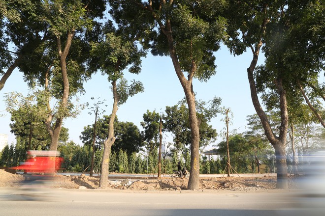 Trồng hàng loạt cây mới cách cây cũ 10m ở đường Phạm Văn Đồng - Ảnh 11.