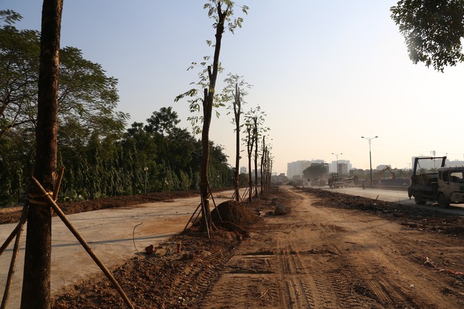 Trồng hàng loạt cây mới cách cây cũ 10m ở đường Phạm Văn Đồng - Ảnh 8.