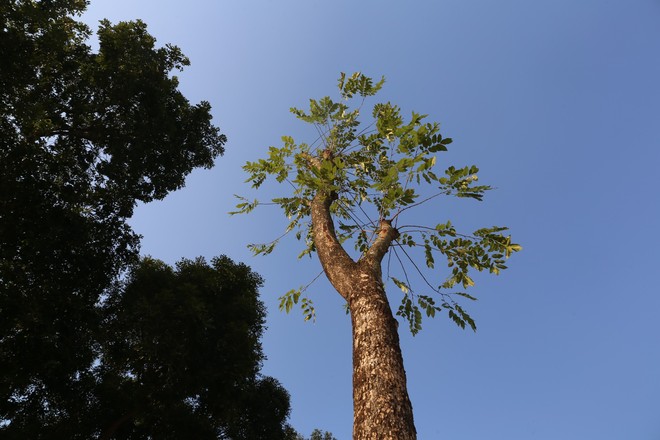 Trồng hàng loạt cây mới cách cây cũ 10m ở đường Phạm Văn Đồng - Ảnh 3.