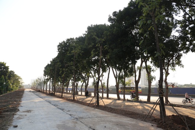 Trồng hàng loạt cây mới cách cây cũ 10m ở đường Phạm Văn Đồng - Ảnh 7.