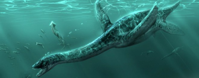 Thủy quái khổng lồ nhất dưới biển Scotland: Xơi tái 7 con cá voi cùng lúc!  - Ảnh 1.