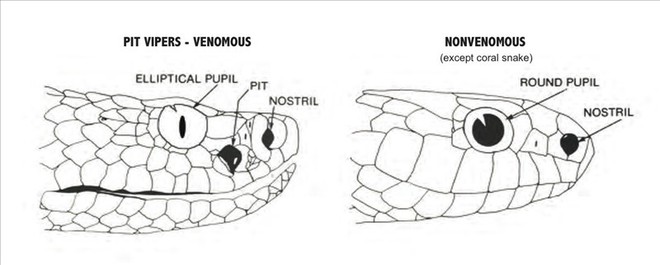 Không cần là chuyên gia, liếc nhìn thôi cũng đủ giúp bạn biết đâu là rắn độc - rắn thường - Ảnh 7.