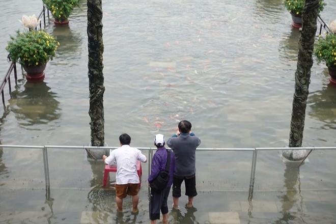 Cảnh tượng khó gặp: Cá chép bơi tung tăng ngay trước cửa Đại Nội Huế - Ảnh 4.