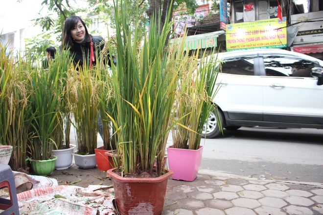 Lúa cả khóm vào chậu chơi tết năm Dậu - Ảnh 5.