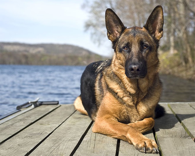 Quên Béc-giê hay Doberman đi, đây mới là loài chó thông minh, tinh khôn nhất thế giới - Ảnh 2.