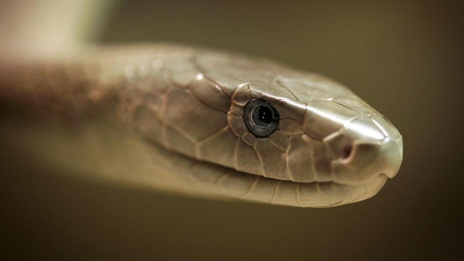 Bí mật của loài rắn chết chóc nhất châu Phi: Nọc độc mạnh gấp 40 lần rắn hổ lục Gaboon - Ảnh 2.