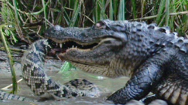 Sai lầm chết người: Lỡ ăn thịt cá sấu con, rắn chuông bị cả nhà kẻ địch kéo ra trả thù - Ảnh 6.