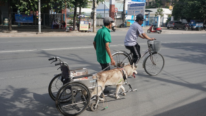 Người đàn ông Bình Dương nuôi chó Bắc Cực kéo xe lăn - Ảnh 3.