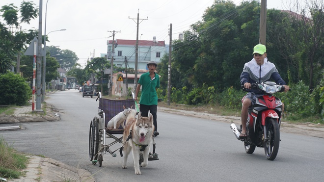 Người đàn ông Bình Dương nuôi chó Bắc Cực kéo xe lăn - Ảnh 4.