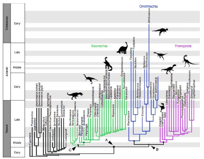 Sau 130 năm, phả hệ khủng long có nguy cơ viết lại vì phát hiện này! - Ảnh 3.