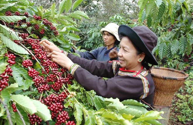 Không phải cứ cà phê nguyên chất là sạch - Ảnh 2.