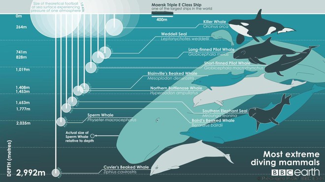 Bí ẩn lớn về sự tự sát tập thể của hàng trăm con cá voi, cá heo đã có lời giải - Ảnh 2.